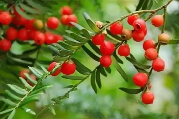 The Purification of Taxus Extract by SepaBean™ Machine